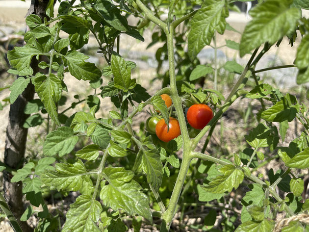 庭でトマトが生りました