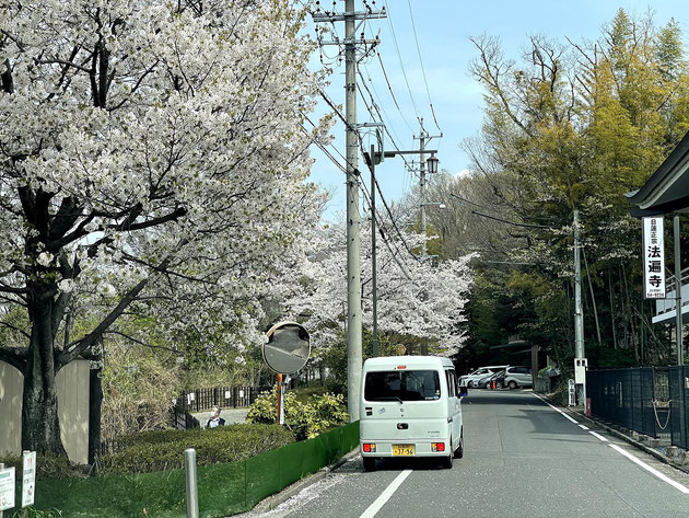 2021年3月29日の尾張旭市城山公園のソメイヨシノ。ほぼ満開でしょうか。