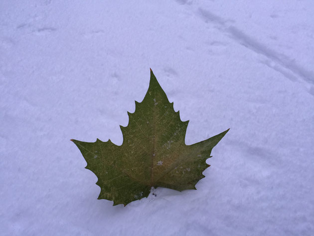 ひらひらまって雪に刺さったカエデの葉。暖冬の影響か、まだこれだけ緑いろ。