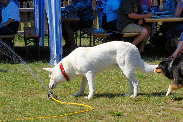 Weißer Schäferhund trinkt Wasser am Rasensprenger.