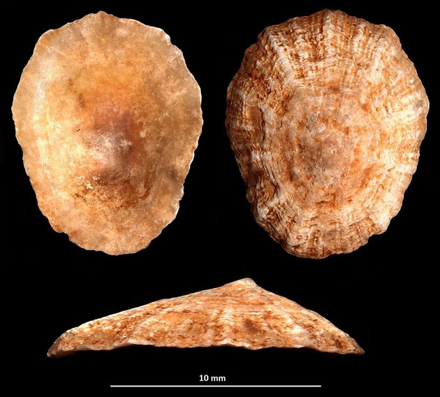 Patella caerulea, Macchia della Turchina (Monteromano, VT)