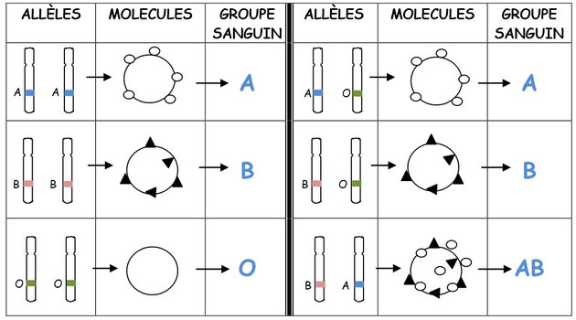 Combinaisons d'allèles et groupes sanguins. Source: http://svt.fontenilles.free.fr