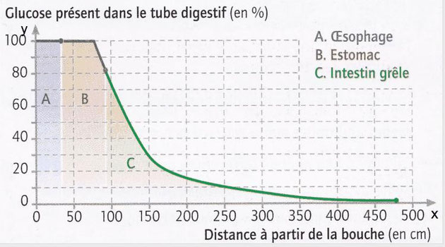 Graphique: évolution de la quantité de glucose le long du tube digestif