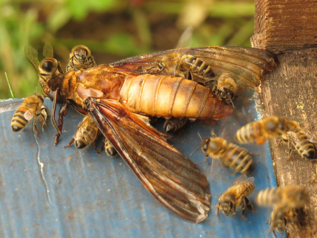 Entfernen eine mimifizierten Nachtfalters aus dem Bienenstock