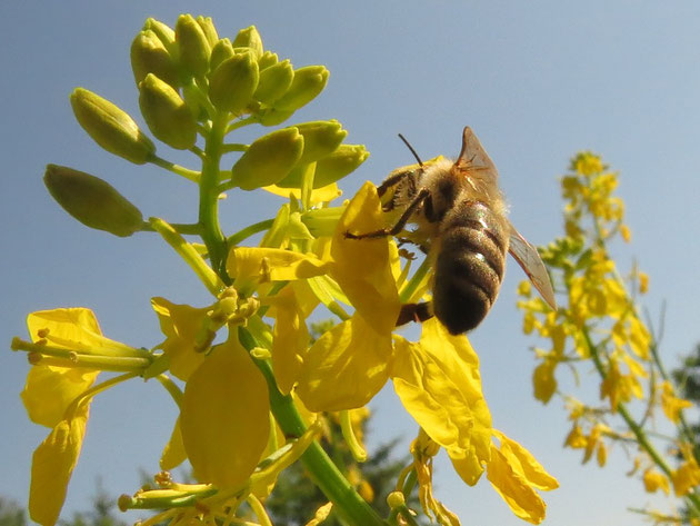 Sammeln von Nektar auf einer Rapsblüte