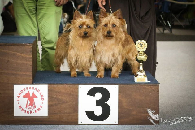 Australian Terrier von den Grauen Anfurten