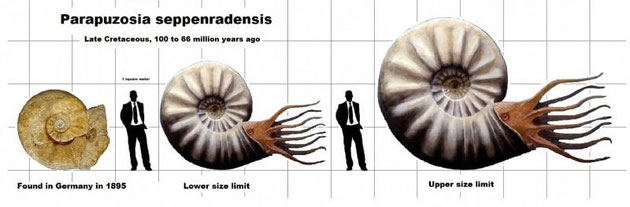 Tamaño del ammonite respecto a un humano