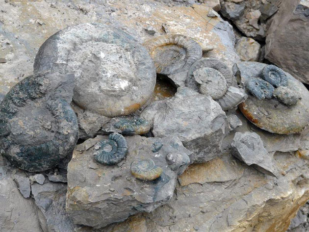 Los ammonites verdes de Gräfenberg. Ammonites. Guía de los