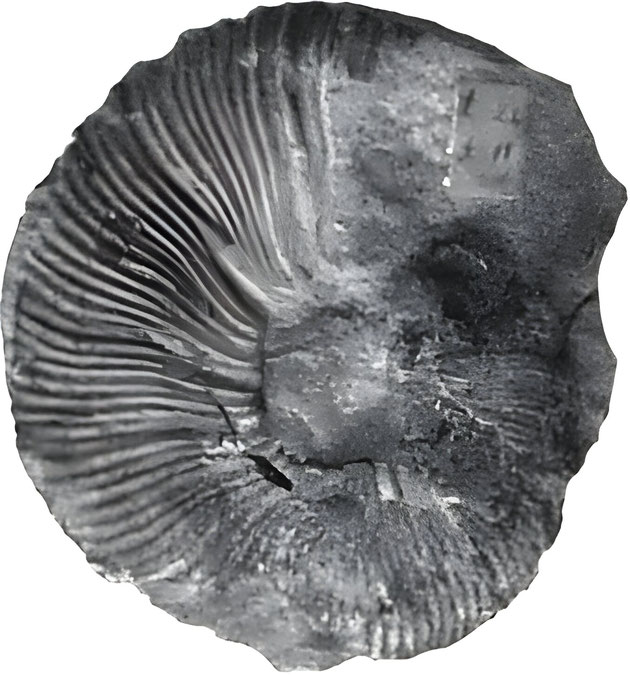 Taveraidiscus hugii