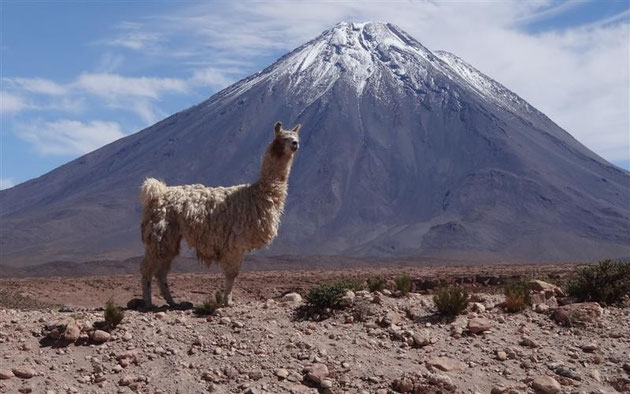 das apfelrudi-special-Bild: er hat uns die lamas bestellt, direkt neben die Straße