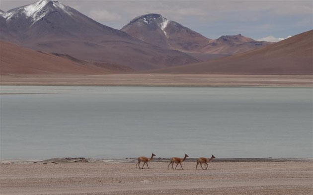 diese Höhe ist der natürliche Lebensraum der zierlichen Vicunas, denen es unter 4.000 m zu warm wird
