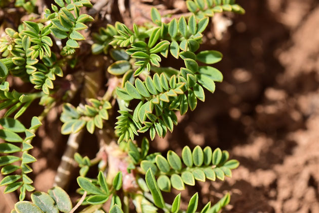 Hippocrepis sp., Fabacée-hôte de T. mauretanicus, Inifife, Moyen Atlas central, 2018, ©Frédérique Courtin-Tarrier 