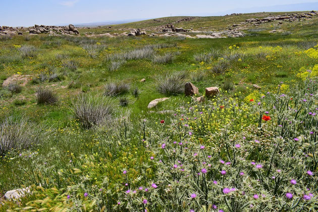 Biotope, Tanourdi, Moyen Atlas centro-méridional, ©Frédérique Courtin-Tarrier  