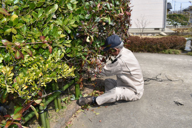 ショロナワで竹を縛る山本張喜会員（千里浜町、前田様宅にて）