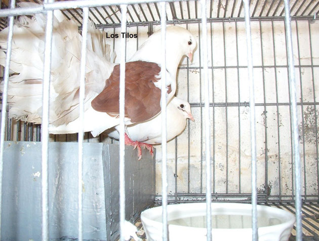 Palomas Colipavas