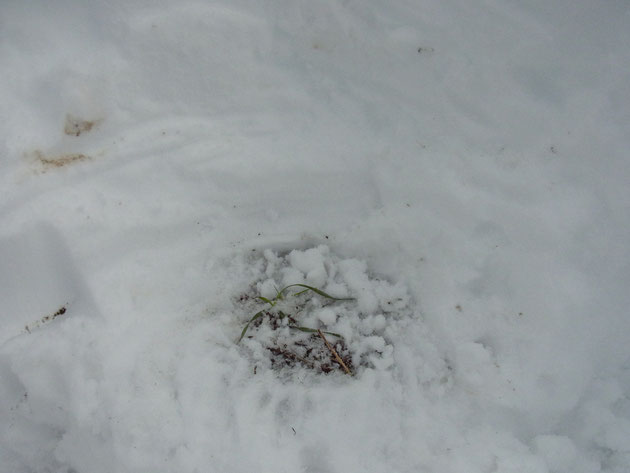 野原の麦畑の雪を掘ったところ、雪の下で麦は耐えていました。葉が青く安心しました。（千々輪）