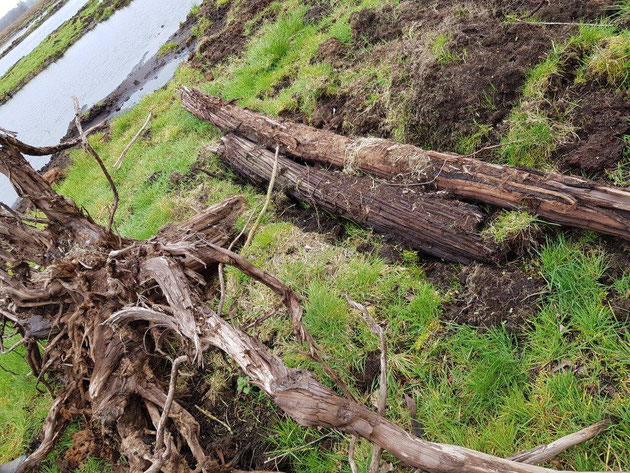 Kaputter Baum liegt im Moor