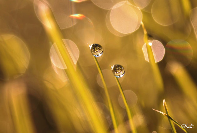               comme deux gouttes d'eau