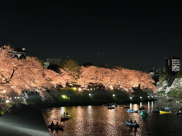 ライトアップされた幻想的な桜。人出も多く、活気がありました！（2023.3/千鳥ヶ淵にて）