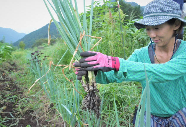 九条ネギ　株ネギ　在来種　固定種　自然栽培　農業体験　体験農場