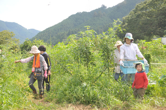 農業体験　家族連れ　首都圏　さとやま農学校　自然栽培