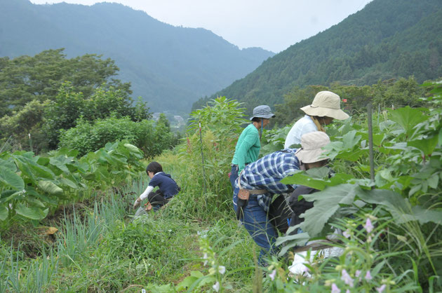 自然栽培　農業体験　体験農場　固定種　