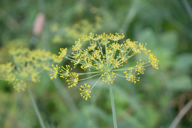 ディルの花。キュウリのピクルスには欠かせません