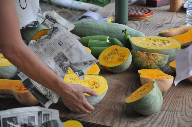 固定種　自然栽培　在来種　カボチャ　野菜作り教室　農業体験