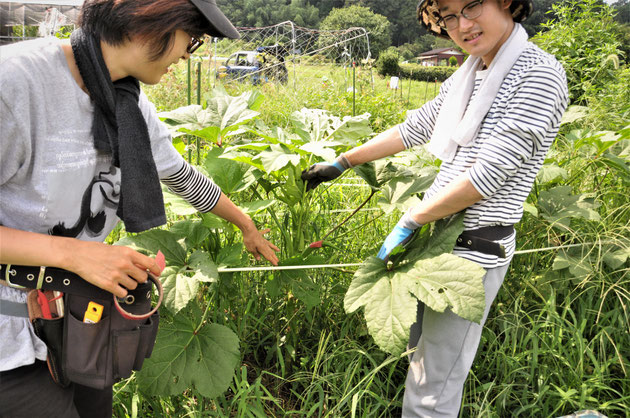 島オクラ　固定種　種取り　自然栽培