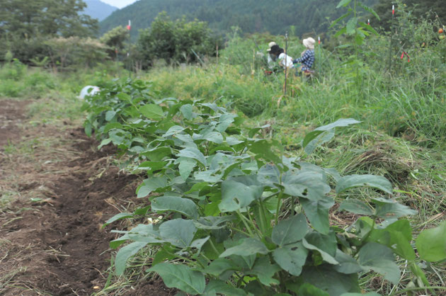 津久井在来大豆　固定種　自然栽培　体験農場　農業体験