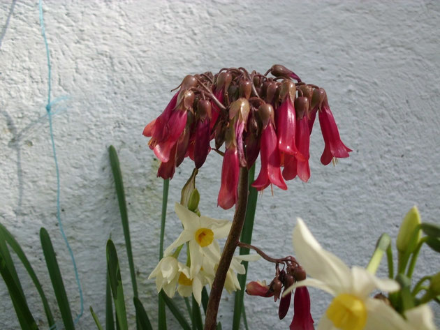 Floración de los Kalanchoes Tubular y Pinnata