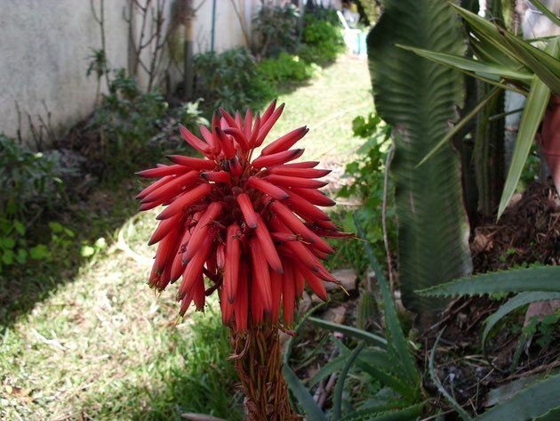 Floración del Aloe Arborescens
