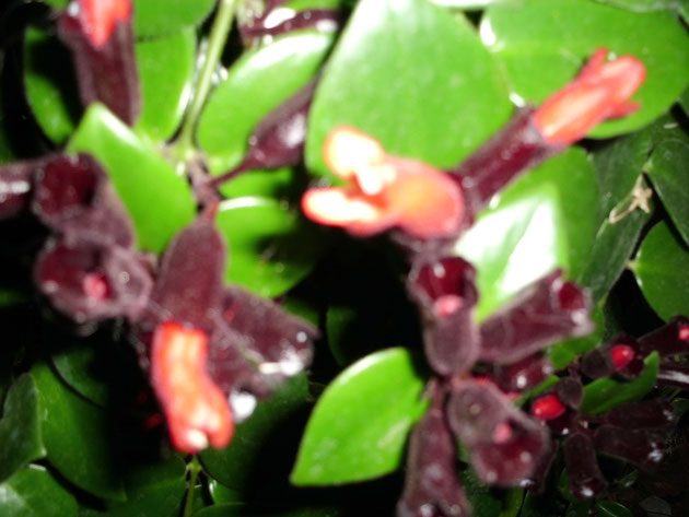 Detalle flor y hojas Aeschinanthus Lobbianus "Monna Lisa"