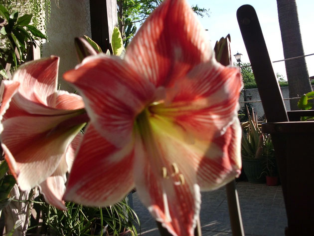 Hippeastrum Clown