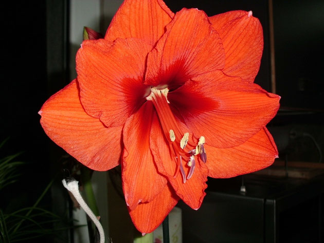 Hippe.Orange Souvereign en la misma vara floral hay flores con 10 pétalos y otras con  6 