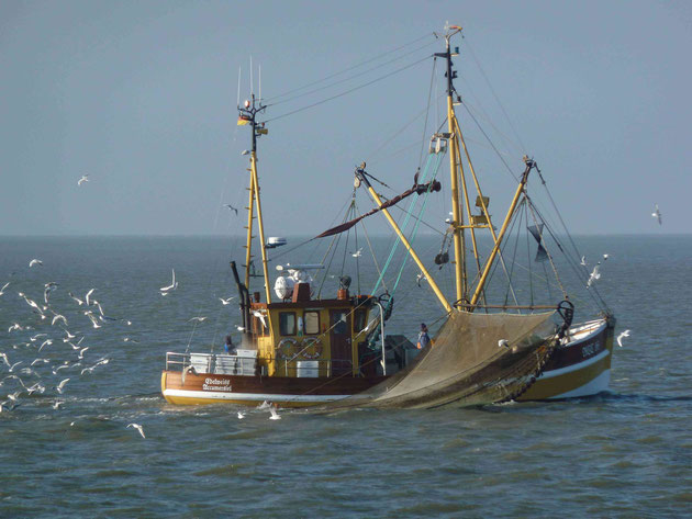 Fischkutter "Edelweiss" im Langeooger Wattenmeer