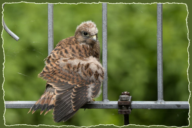 9. Juni 2026: Überraschender Besuch auf unserer Terrasse