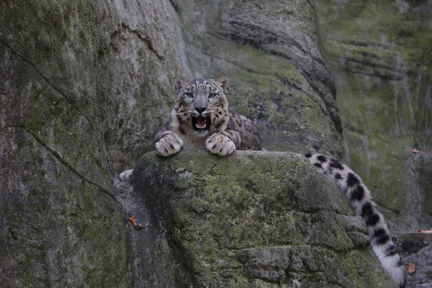 Schneeleopard Zoo Basel