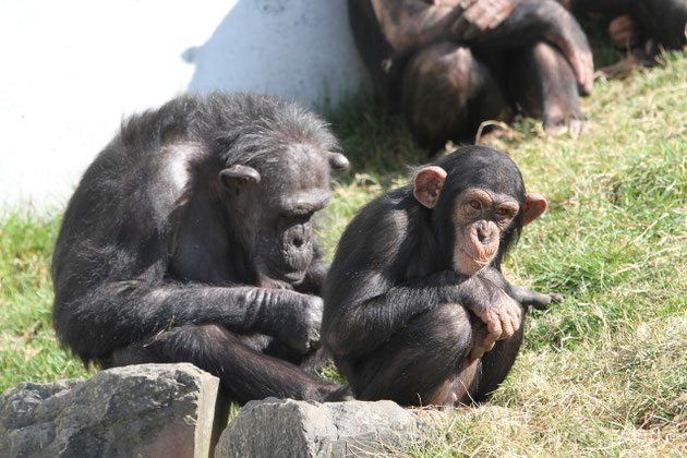 Schimpansen Walther Zoo Gossau