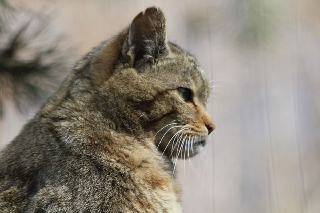 Wikldkatze Wildpark Langenberg