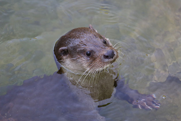 Fischotter Tierpark Goldau