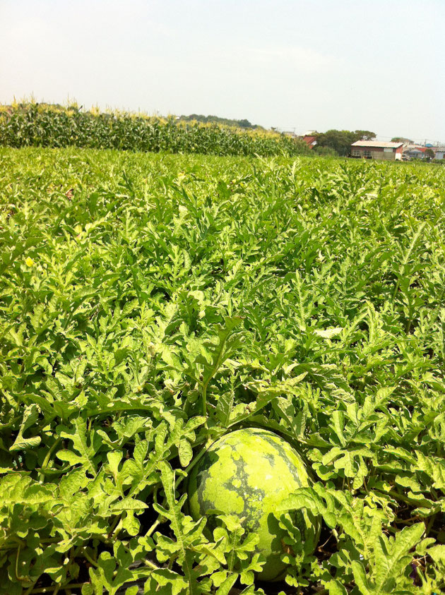 飯嶋農園　日本野菜ソムリエ協会