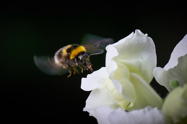Hummel (SonyA7R IV, 70-200mm f2.8 GM II, ISO 640, 1/640s, f5.6, 200mm, Cropping 100%)