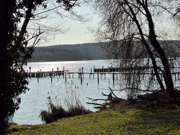 Blick durch trockenes Schilf am Ufer auf die glitzernde Havel unter strahlend blauem Himmel