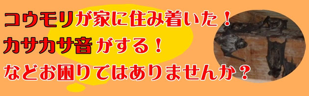 コウモリが家に住み着いた！カサカサ音がする！など、お困りではありませんか？