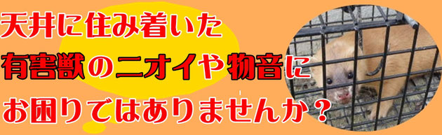 イタチの物音やニオイでお悩みではありませんか？