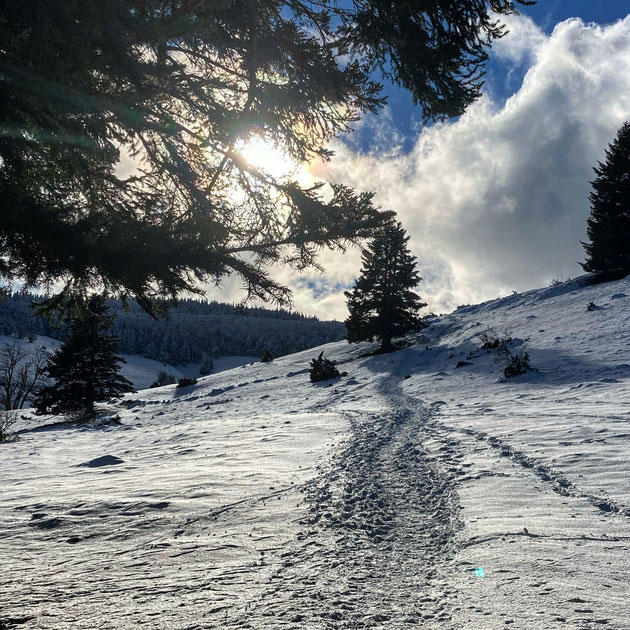 Les sapins blancs du Kahlenwasen - Massif du petit Ballon - Ô sapin, ô sapin Ton habit veut m'enseigner quelque chose Espoir et stabilité Il donne tout le temps courage et force Ô sapin, ô sapin Ton habit veut m'enseigner quelque chose.