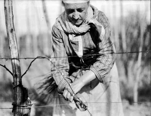 Le liage de la vigne, photographie Lucien BLUMER (1871-1947), Fonds Blumer, Archives de la ville de Strasbourg et de l'Eurométropole