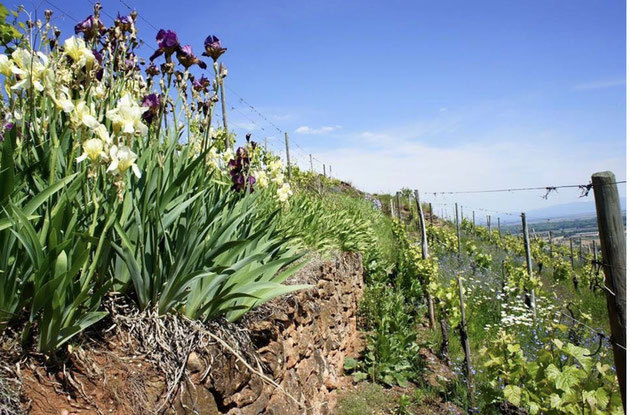 Je vous accompagne pour toutes vos visites oenoculturelles en Alsace. Labellisée "Vignobles et découvertes" et spécialiste de des cultures de la Vigne et du Vin en Alsace, je vous propose de nombreuses visites de terroir à la carte...