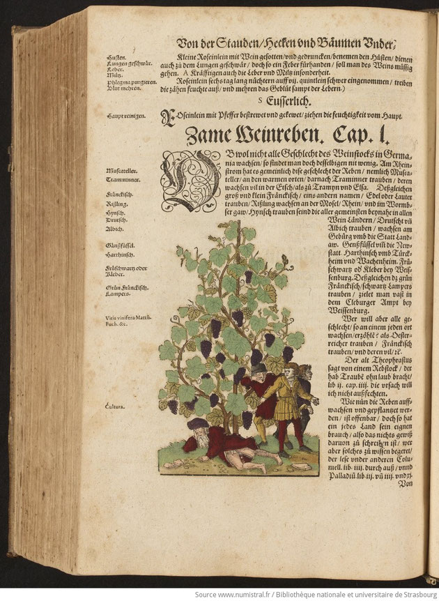 BOCK Hieronymus ou Jérôme (1498-1554) Botaniste, théologien et médecin a écrit le "Kreütterbuch". Edité à Strasbourg en 1539 et suivi de nombreuses rééditions avec des planches gravées par David Kandel. Cette version date de 1595, BNU Strasbourg